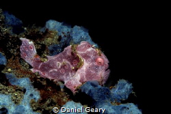 Purple Painted Frogfish seated on a beautiful blue Sponge. by Daniel Geary 